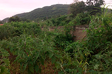plant project1 image9